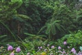 Lush foliage at Caldeira Velha, a nature reserve with hot pools on Sao Miguel Island, Azores, Portugal Royalty Free Stock Photo