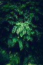 Lush foliage in a dark lighting.