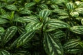 Lush foliage of decorative plant Pilea cadierei Alumnium Plant . Natural green background Royalty Free Stock Photo