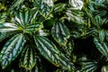 Lush foliage of decorative plant Pilea cadierei Alumnium Plant . Natural green background