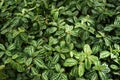 Lush foliage of Pilea cadierei Alumnium Plant Royalty Free Stock Photo