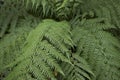 Green textured leaves of Dicksonia antarctica Royalty Free Stock Photo