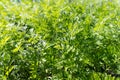 Lush foliage of edible carrots in a vegetable garden on a sunny day