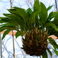 Lush foliage of an evergreen tropical ornamental plant. The indoor plant grows in a hanging pot indoors.