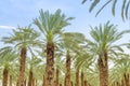 Lush foliage of figs date palm trees on cultivated oasis Royalty Free Stock Photo
