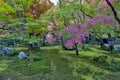 Lush foliage of Japanese maple tree during autumn in a garden in Kyoto, Japan Royalty Free Stock Photo