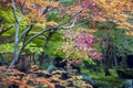 Lush foliage of Japanese maple tree during autumn in a garden in Kyoto, Japan