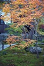 Lush foliage of Japanese maple tree during autumn in a garden in Kyoto, Japan Royalty Free Stock Photo