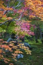 Lush foliage of Japanese maple tree during autumn in a garden in Kyoto, Japan Royalty Free Stock Photo