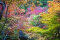 Lush foliage of Japanese maple tree during autumn in a garden in Kyoto, Japan Royalty Free Stock Photo