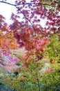 Lush foliage of Japanese maple tree during autumn in a garden in Kyoto, Japan Royalty Free Stock Photo