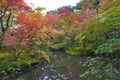 Lush foliage of Japanese maple tree during autumn in a garden in Kyoto, Japan Royalty Free Stock Photo