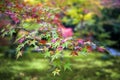 Lush foliage of Japanese maple tree during autumn in a garden in Kyoto, Japan Royalty Free Stock Photo