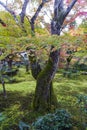 Lush foliage of Japanese maple tree during autumn in a garden in Kyoto, Japan Royalty Free Stock Photo