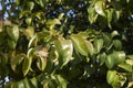 Ligustrum lucidum branch close up Royalty Free Stock Photo