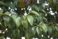 Ligustrum lucidum branch close up