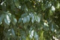 Lush foliage of Pararchidendron pruinosum tree