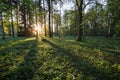 Meadow in Finland in summer