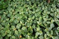 Lush foliage of Pilea cadierei Alumnium Plant. Royalty Free Stock Photo