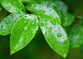 Lush Foliage and Raindrops: Refreshing Greenery in the Pouring Rain