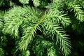 Lush foliage of Taxus baccate Royalty Free Stock Photo