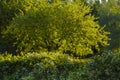Lush foliage of tree and flowering bushes in rays of rising sun in early morning Royalty Free Stock Photo