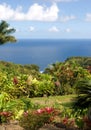 Lush foliage at a tropical gar