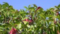 Lush foliage of wild grape hedge with blue sky