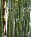 lush forest of bamboo