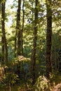 Lush Forest Canopy: Vibrant Green Trees Bathed in Light