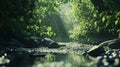 Lush Forest Creek Sunlight Path Royalty Free Stock Photo