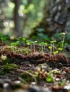 Lush forest floor with sprouting seedlings