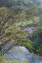 Lush forest green bushes grasses river flowing vintage looking isolated in hill top with green trees lonely winter autumn spring Royalty Free Stock Photo