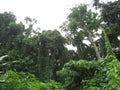 Lush forest near Los Banos, Philippines Royalty Free Stock Photo