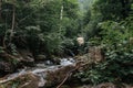 Lush forest scene with a babbling stream and lush greenery