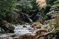 Lush forest scene with a babbling stream and lush greenery