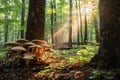 Lush forest scene with sunlight filtering through the canopy, showcasing clusters of shiitake mushrooms growing on tree trunks, Royalty Free Stock Photo
