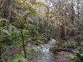 A lush forest in spring, a creek flows with winter runoff Royalty Free Stock Photo