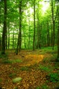 Lush forest in the spring. A photo of forest beauty in springtime.