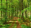 Lush forest in the spring. A photo of forest beauty in springtime.