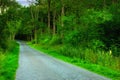 Lush forest in the spring. A photo of a road in the forestA photo of forest beauty in springtime.