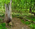 Lush Forest Trail