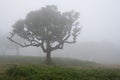 Lush forest of trees covered in mist in the Fanal forest in Madeira, creating a mystical atmosphere