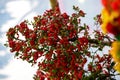 Lush and fruit-bearing bright red whorls of holly