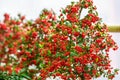 Lush and fruit-bearing bright red whorls of holly