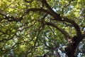 Tall Tree with Many Branches Royalty Free Stock Photo