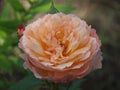 Rose de Gerberoy in full blossom