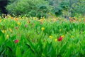 Lush Garden with lots of Flowering Plants Royalty Free Stock Photo