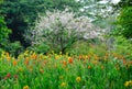 A Lush Garden with Flowers of Different Colors Royalty Free Stock Photo