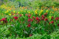 A Lush Garden with lots of Flowering Plants Royalty Free Stock Photo